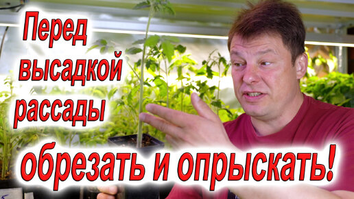 Перед высадкой рассады томатов сделайте так, и рассада вас отблагодарит ранним урожаем