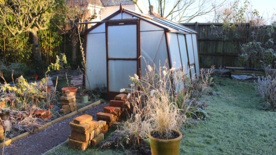    Как спасти рассаду от заморозков и что делать, если растения уже подмерзли: рекомендации эксперта Ирина Петрова