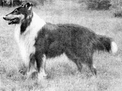 Собаки внесли огромный вклад в победу в Великой Отечественной войне.