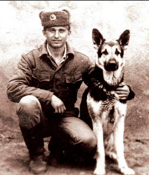 Собаки внесли огромный вклад в победу в Великой Отечественной войне.-2