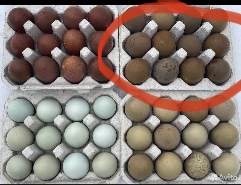 Необычный окрас скорлупы Хаки