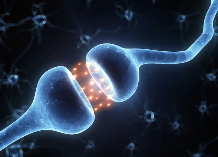 Контакт двух нейронов