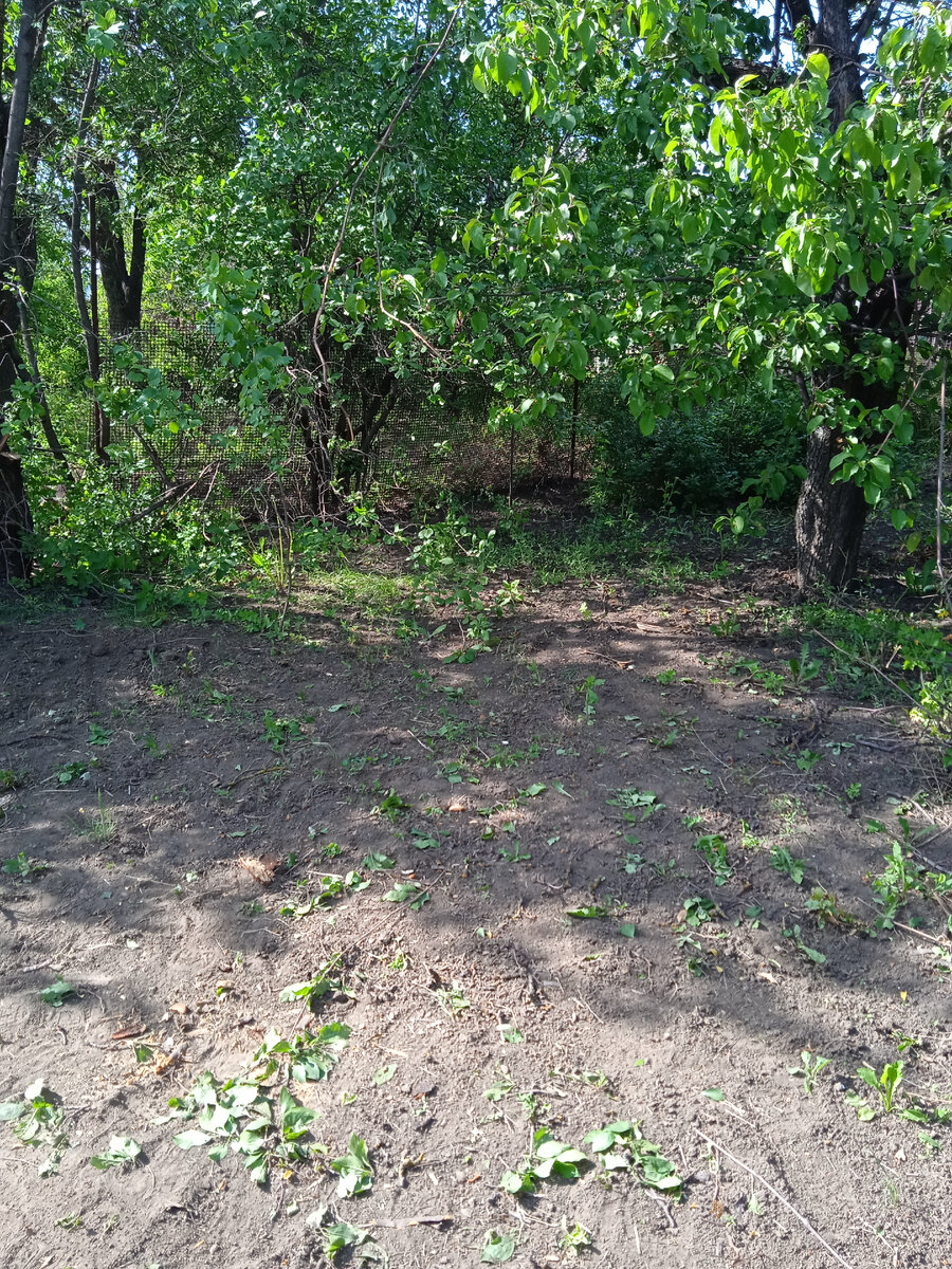 После распила ветви. Фото автора.