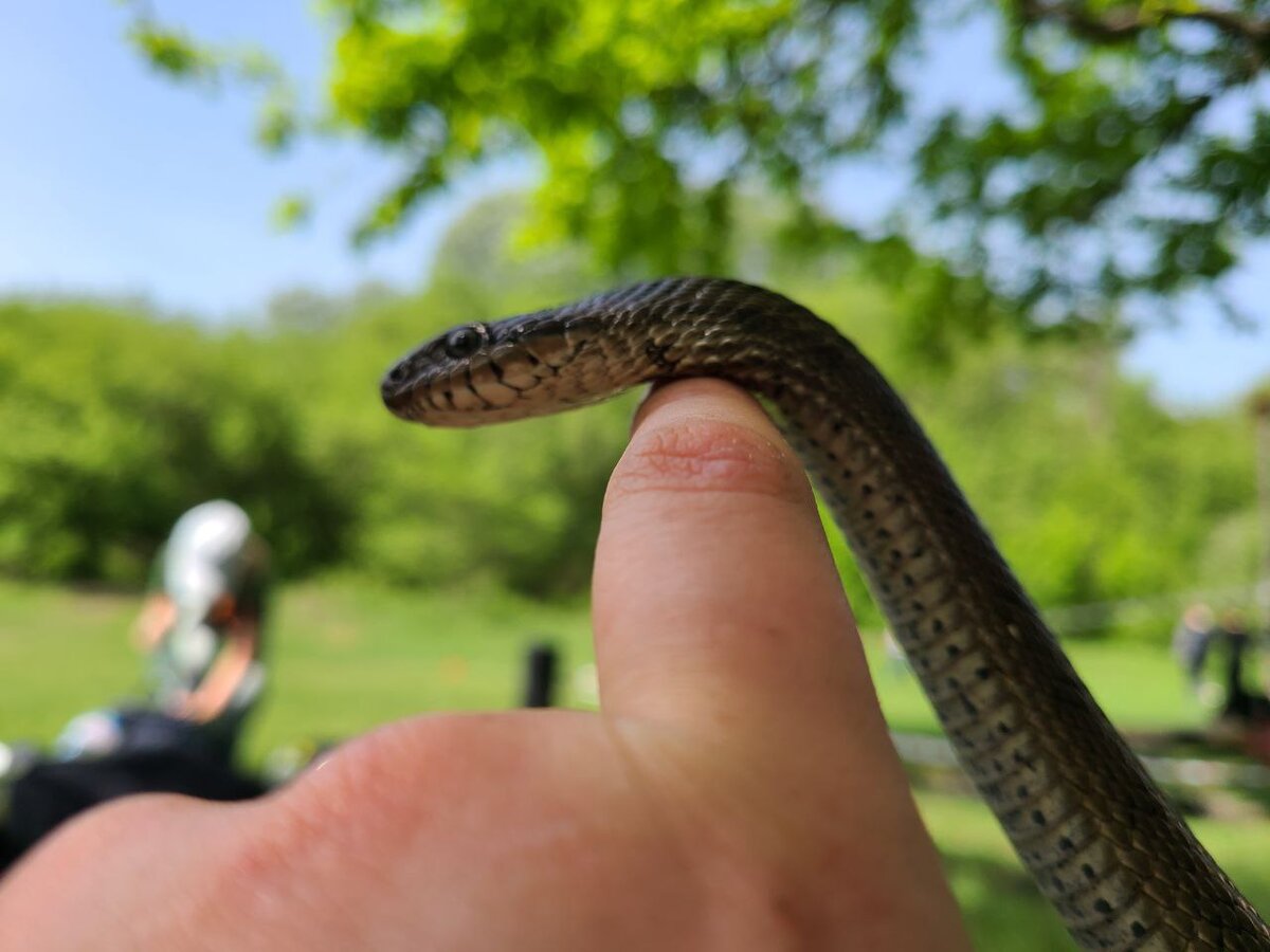                                                             Змейки очень полезны