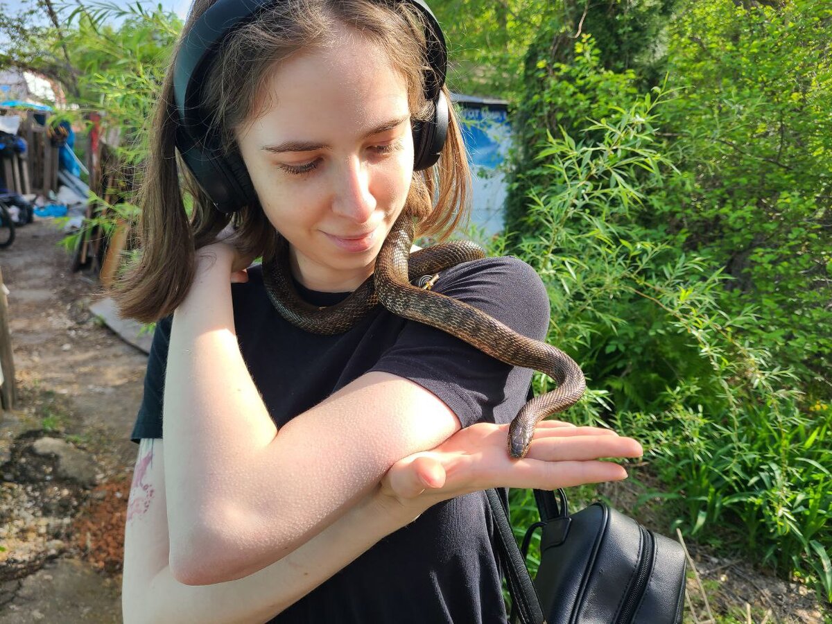                                                        Змея потом была выпущена 
