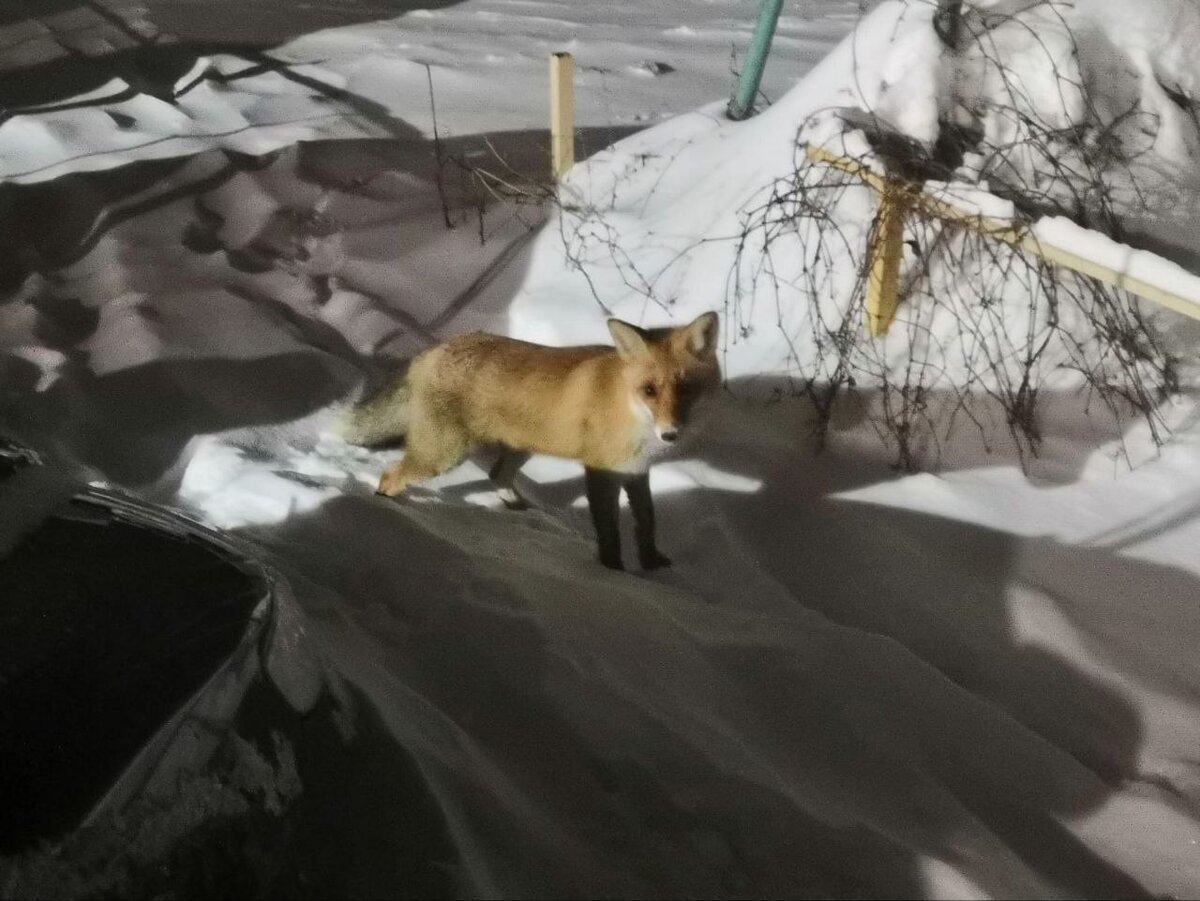                                                         Лисы иногда забегают в город