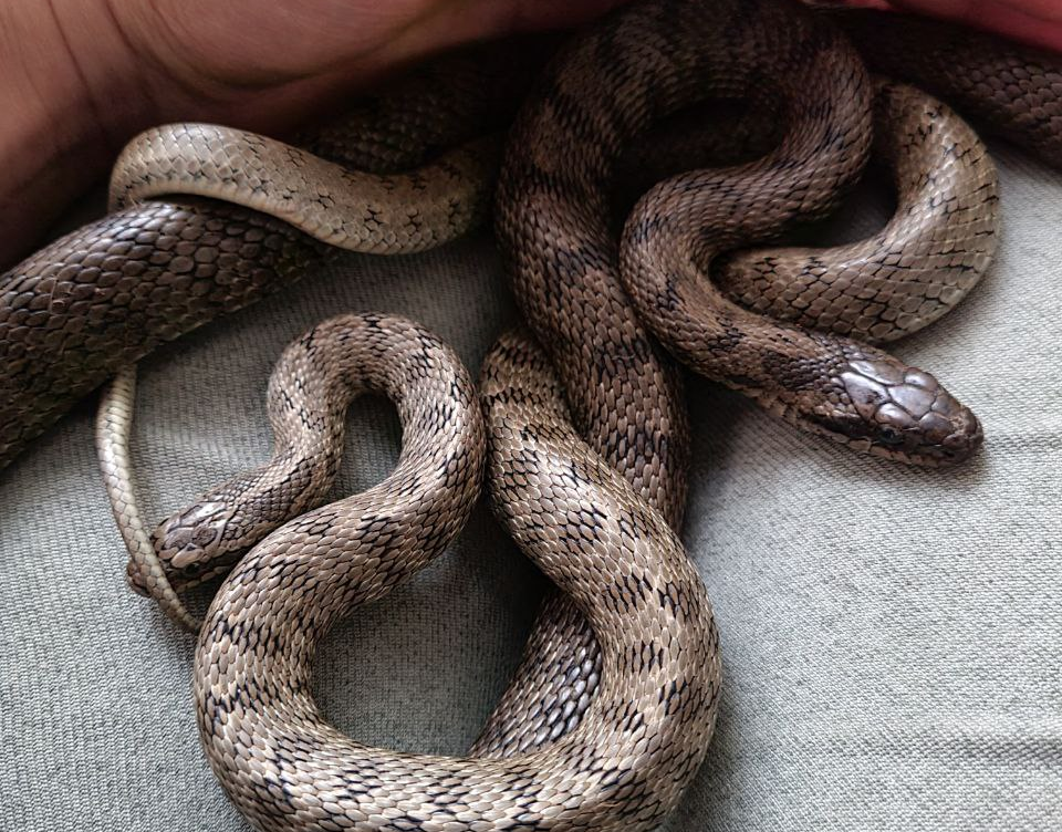                                                       Нас вызывают по поводу змей