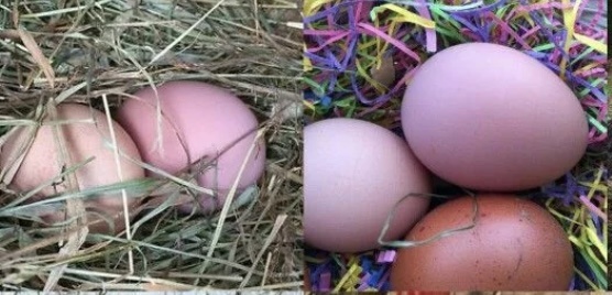 РОЗОВЫЕ яйца от кур? Это возможно!