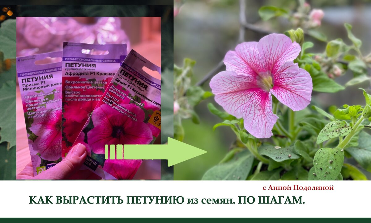 🌸🌺🌸 КАК ВЫРАСТИТЬ ПЕТУНИЮ из семян. Ч.1 | Мой опыт, весна 2024 г. 🌱 |  АННА ПОДОЛИНА, экология, state-skills и дизайн| ЭКОГОРОДА | Дзен