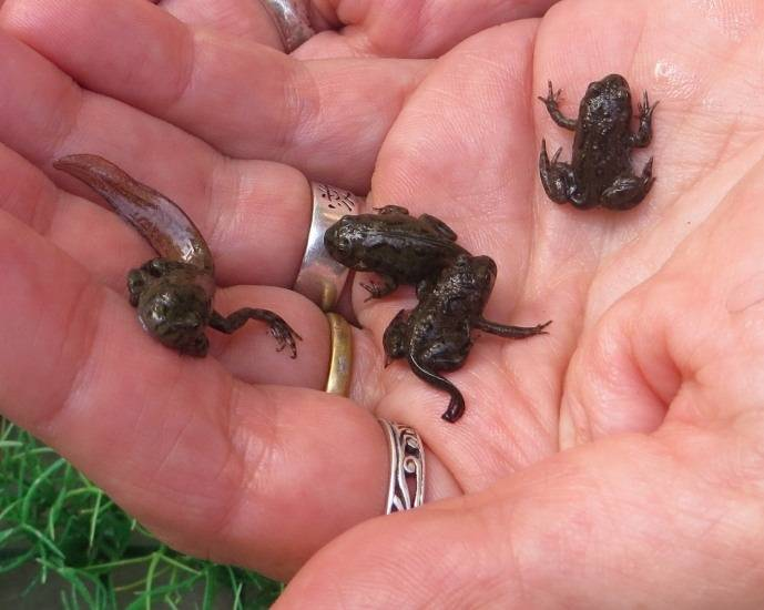 Фото с сайта: https://nashzelenyimir.ru