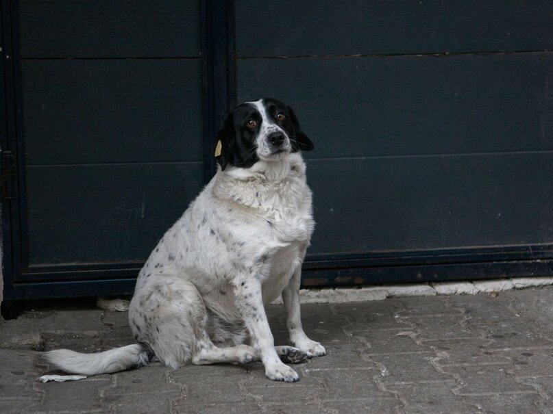 Несколько лет назад уличный пёс по кличке Купата из города Батуми в Грузии взялся помогать детям из местного детского сада переходить дорогу.