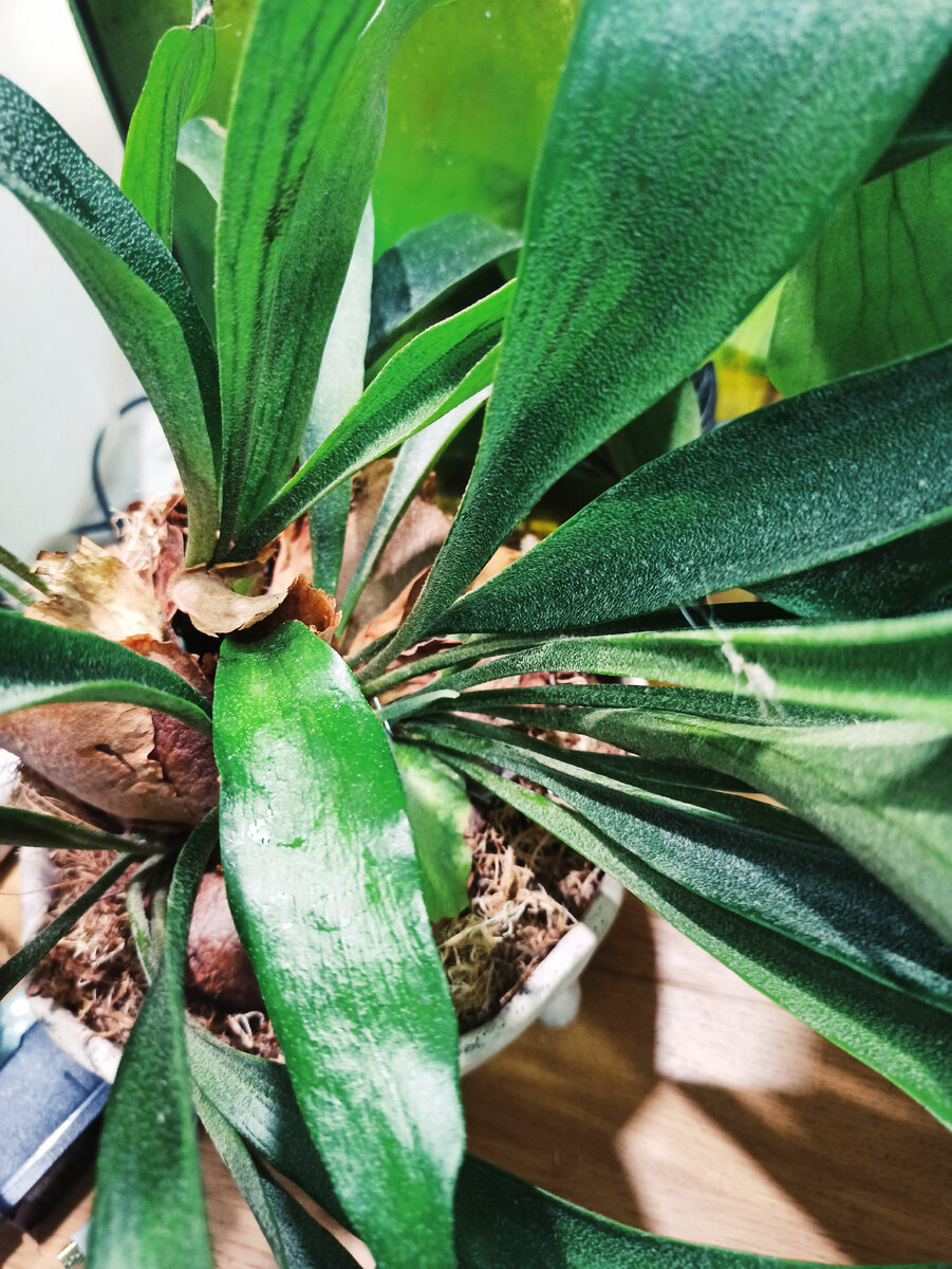 Мой большой платицериум Горыныч давно сидит в моховом шаре и в кашпо.