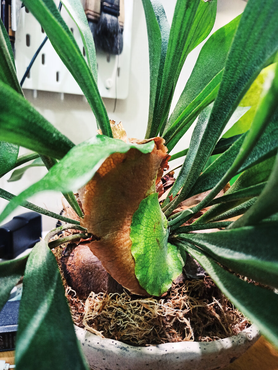 Вот они – круглые листья-ладошки.