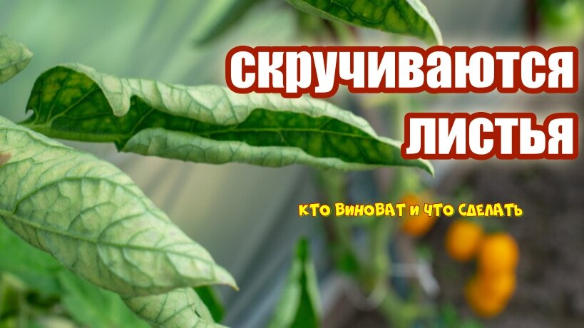 Скручивание листьев у кустиков томатов и перцев — не такое уж редкое явление.