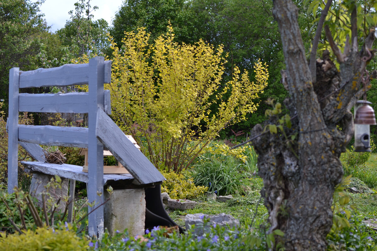 Мой сад сейчас