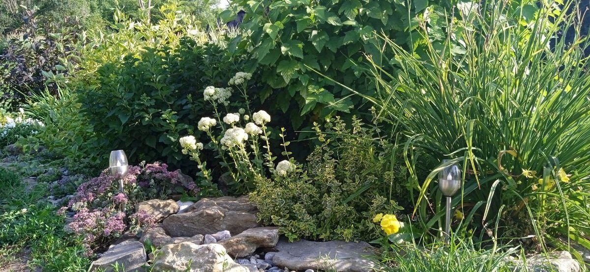 22 год. Видно, что пузыреплодник накрывает спирею