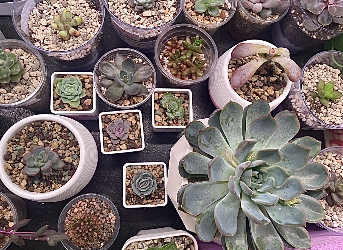 Представленный на фото грунт - Lechuza Pon. Пример очень плотной посадки неорганического субстрата.