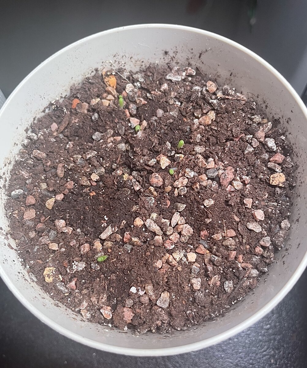 Пример очень плотной посадки органического субстрата. Это только моё начало увлекательного путешествия в мир грунта. 