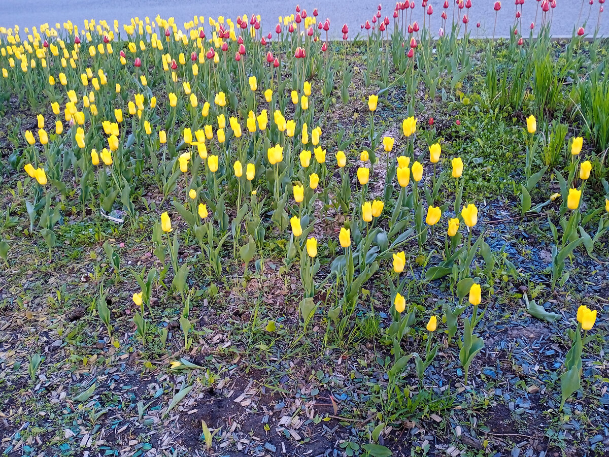 Фото автора. Чахловатые тюльпаны около дома. Ещё синяя стружка портит вид. И зачем грядки по осени посыпают разноцветной стружкой? 