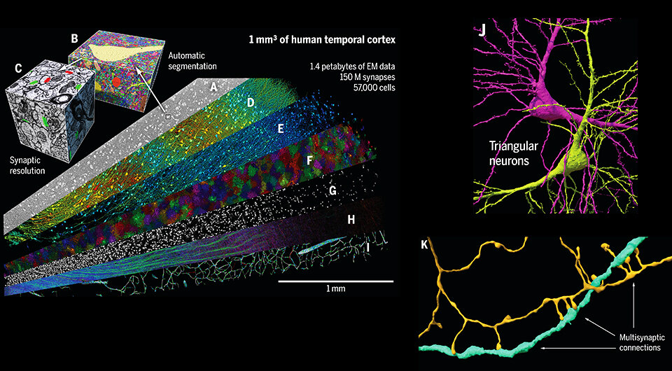   Alexander Shapson-Coe et al. / Science, 2024