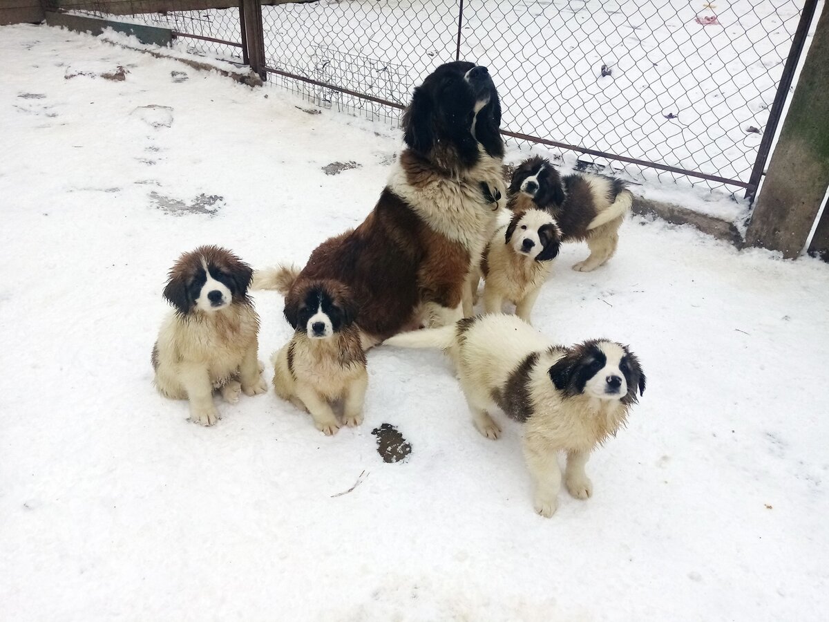 Ульяна и ее дети. Детям на фото полтора месяца 