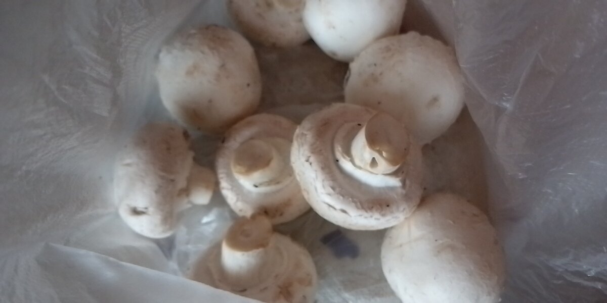 Шампиньоны тоже жарили на мангале, замариновала в майонезе с аджикой