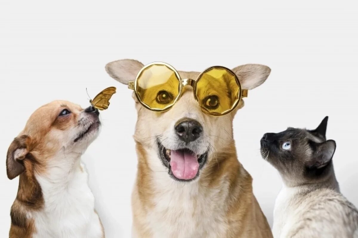    Забота о домашних животных - обязанность человека.