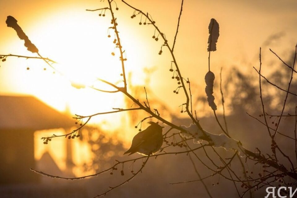    Фото: архив ЯСИА ЯСИА