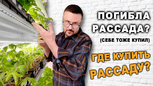 Где купить рассаду, и когда ее высаживать в 2024?