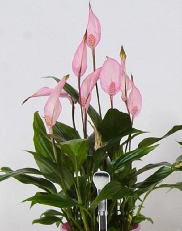 Магия Тарр и Трав