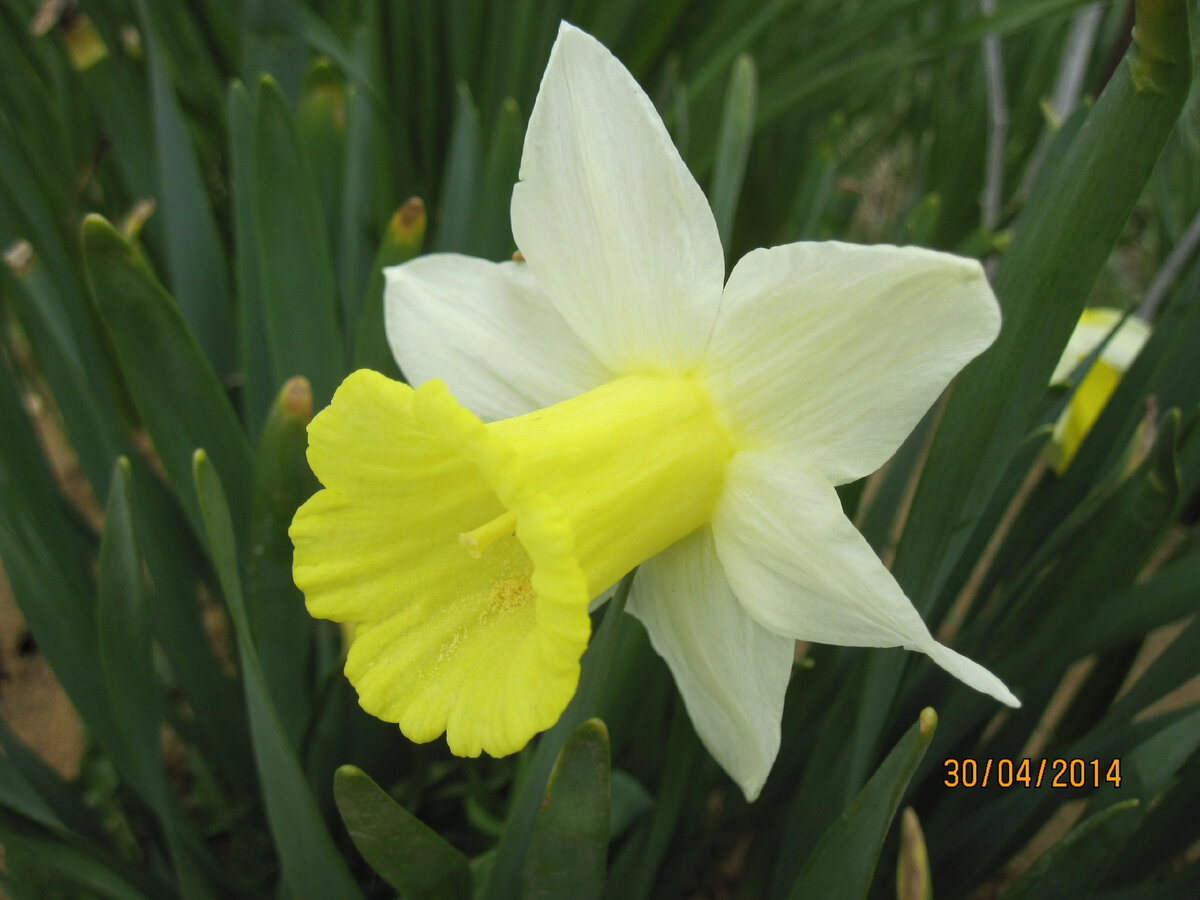 Нарцисс неизвестного сорта в нашем саду на даче в 2014 году. Фото автора @Маша Генералова 