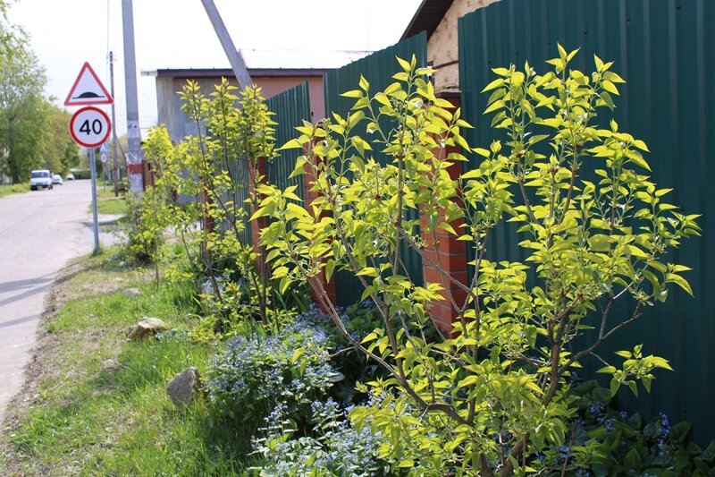 Пять кустов сирени с бутонами. Скоро зацветут. Май 2024 г.