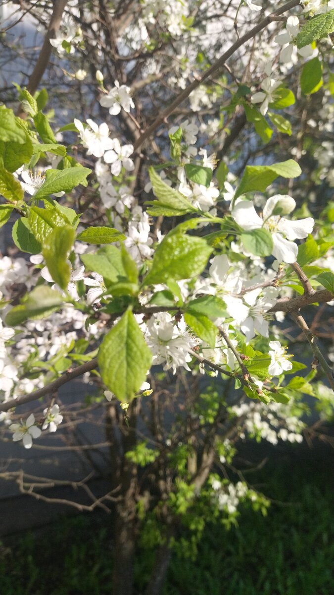 Красивое цветение. Фото моё
