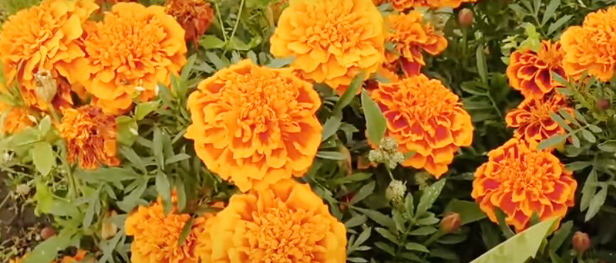 Бархатцы не только украшение вашего участка, они защищают вас от вредителей и болезней