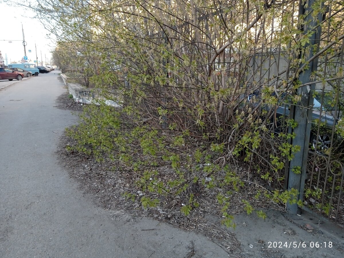 г.Омск пр.К.Маркса  64   позапрошлогодний мусор  укрыт прошлогодней листвой.