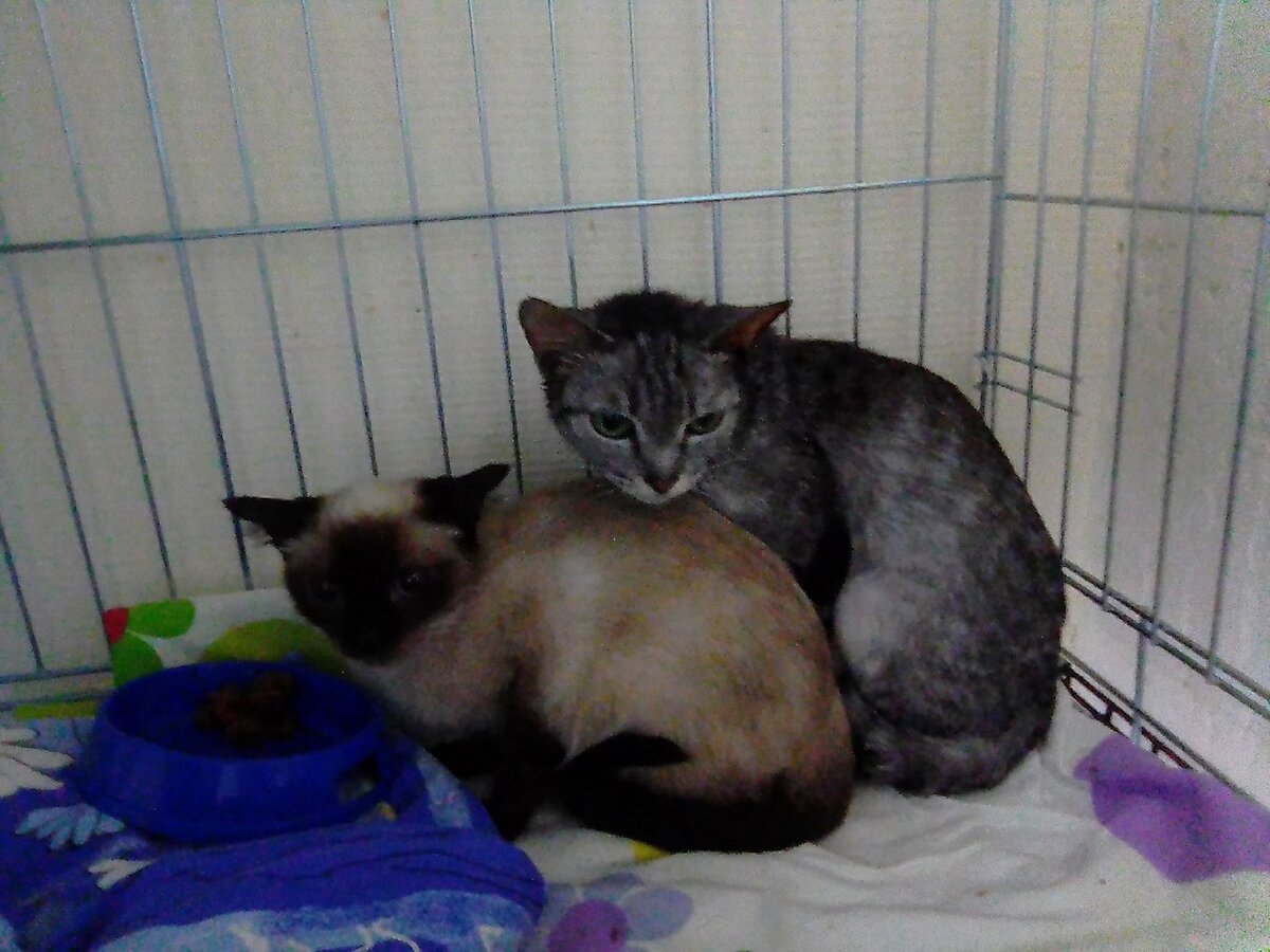 Шура только что к нам приехала