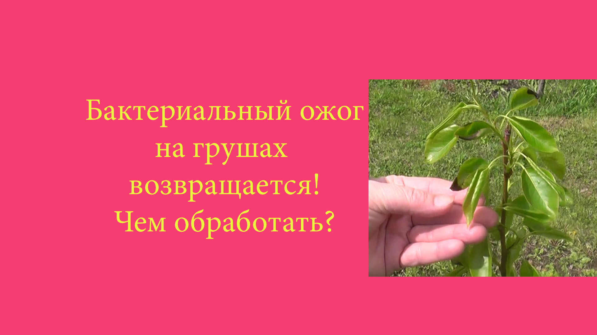 Бактериальный ожог на грушах возвращается: чем обработать?