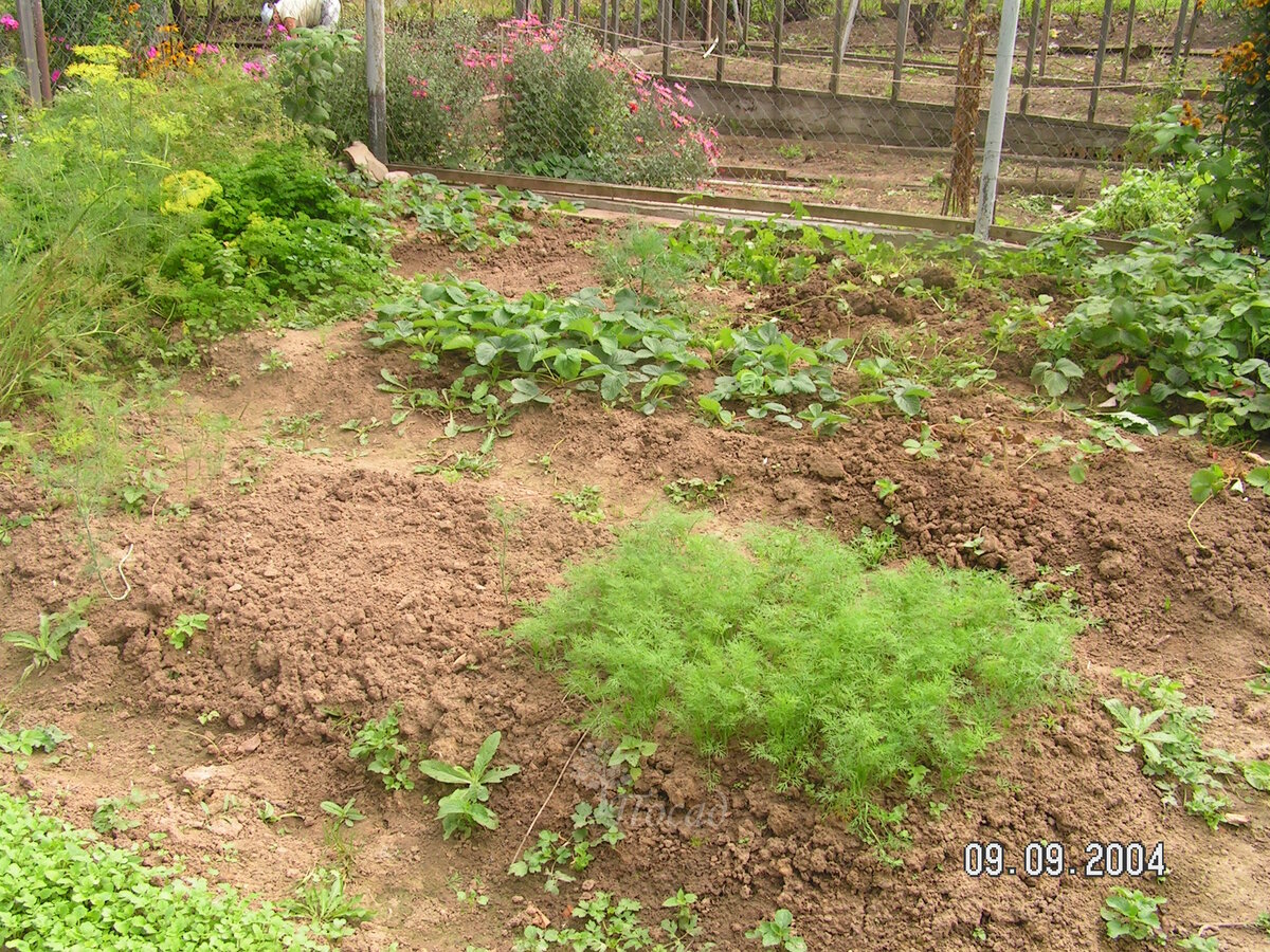 Огород на глине.