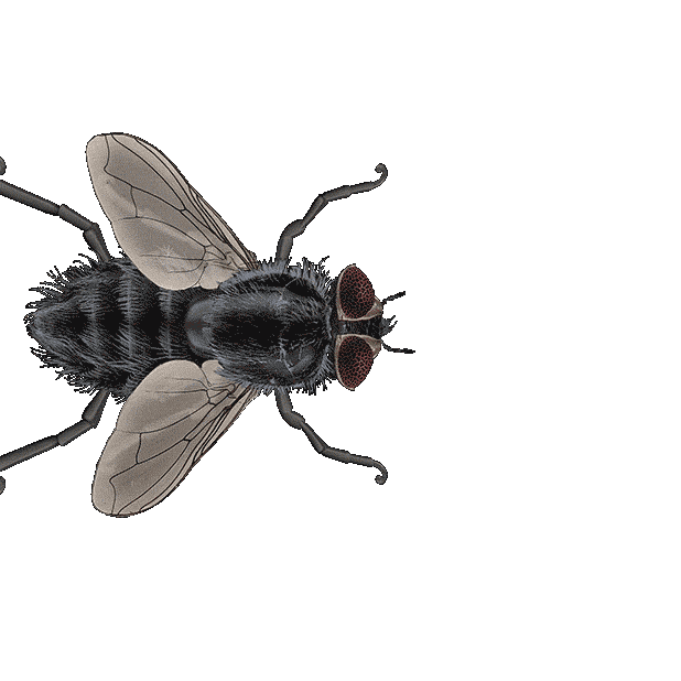 Bugs flies
