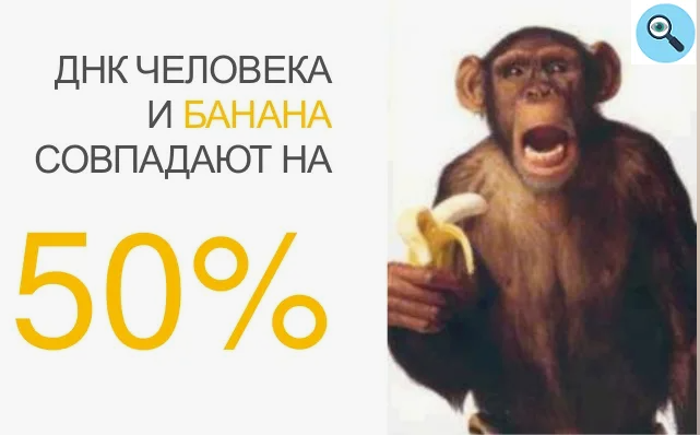 На сколько совпадает днк человека и банана. ДНК банана и человека совпадают. ДНК банана и человека совпадают на 50. Банан и человек сходство ДНК. ДНК человека совпадает с ДНК банана.