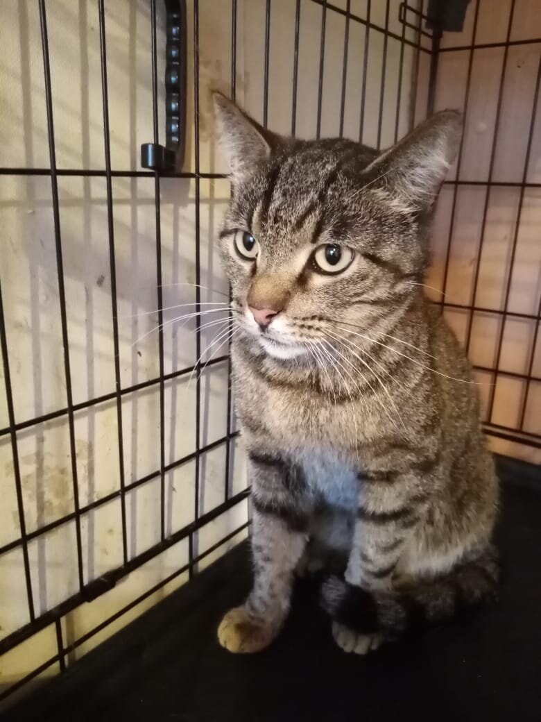 Полосатый кот, о котором мечтают многие
