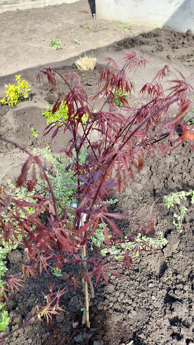 Клен дланевидный Гарнет Acer palmatur Garnet