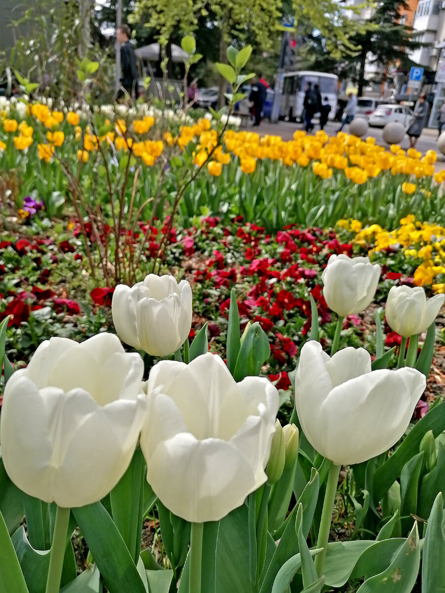 Нежный апрель в Туапсе. Фото автора 2024 г.