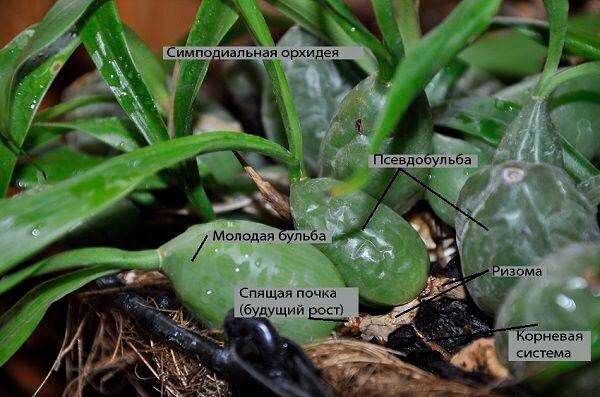 Псевдобульба у орхидеи фото Загадочная орхидея - корни, листья, цветок Диво-Дача Дзен