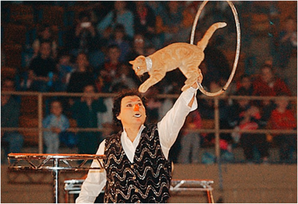 Смотрите, как бесстрашно и красиво прыгает через обруч этот кот.