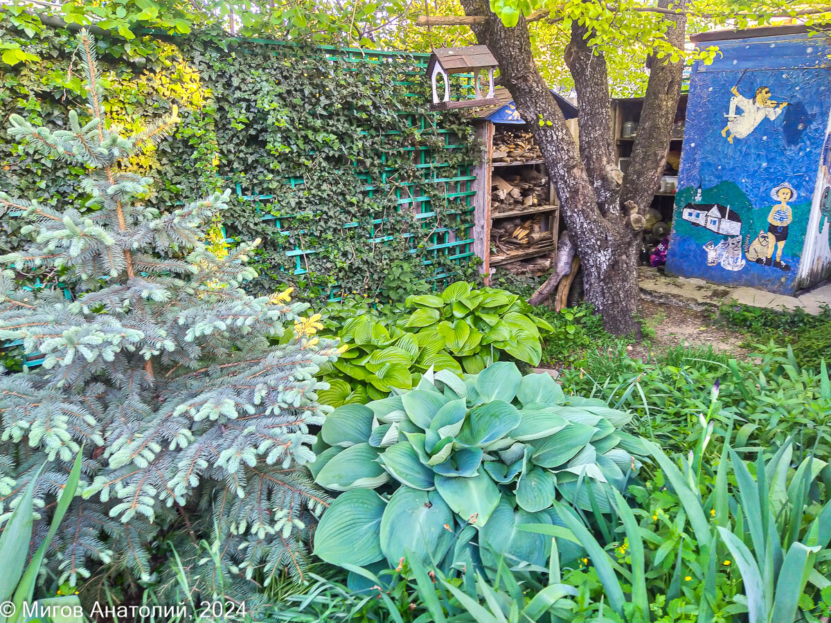 Лесной уголок, на переднем плане голубая хоста.