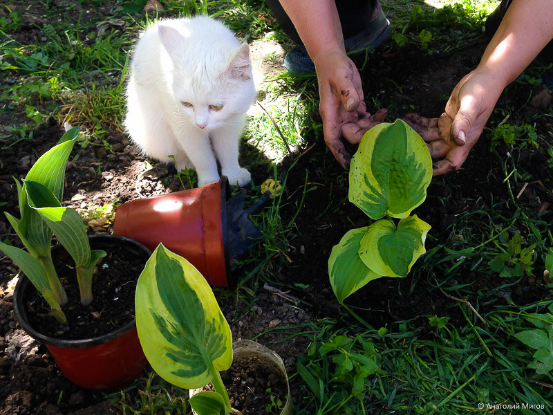 30 апреля 2018 г., слева голубая хоста, справа и в центре - две белые. Лена сажает хосты, а кошечка Маруся помогает.