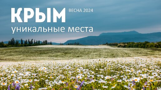 Это что-то! Миллион диких Ромашек в Крыму. Весна 2024.