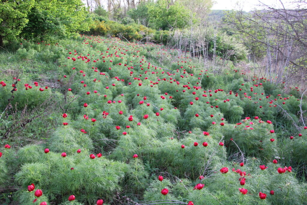    Пионы степные цветут. Склоны степной речки. 27.04.24, северо-запад Ростовской области. Автор Анна Власова.