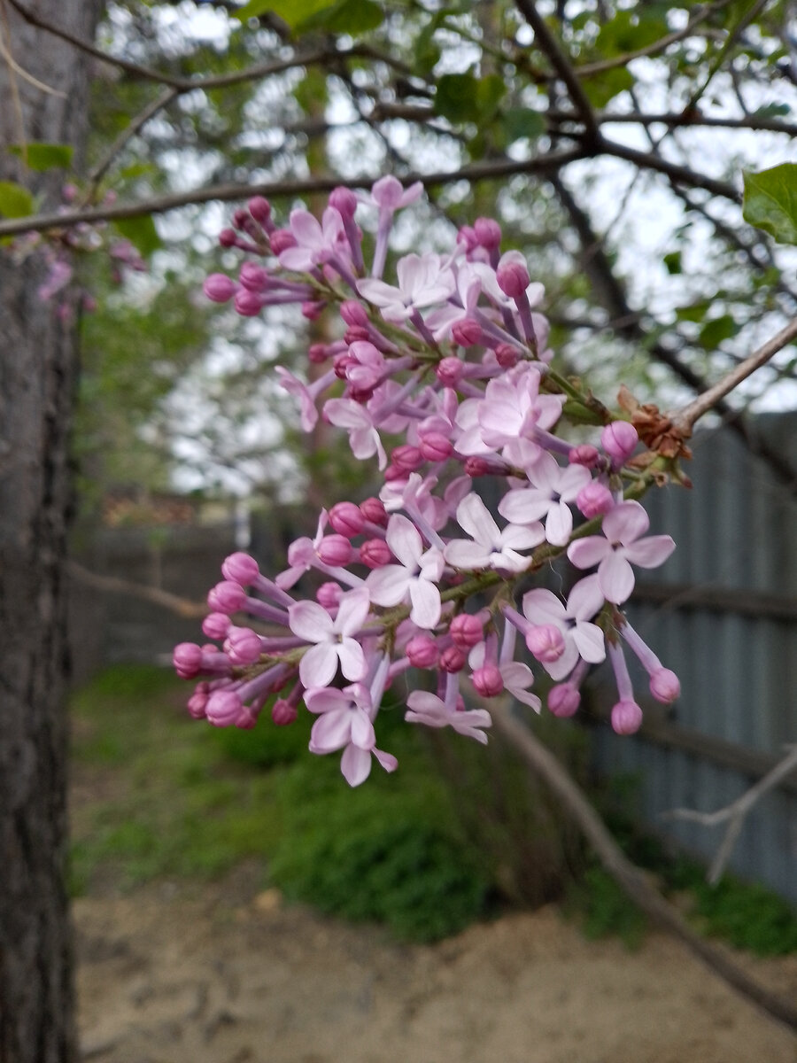 10 мая. Сирень зацветает